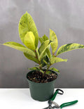 Ficus Shivereana - Plant Proper - 6" Pot