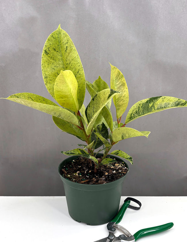 Ficus Shivereana - Plant Proper - 6" Pot