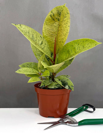 Ficus Shivereana Clump - Plant Proper - 4" Pot