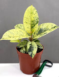 Ficus Shivereana Marble - Plant Proper - 4" Pot