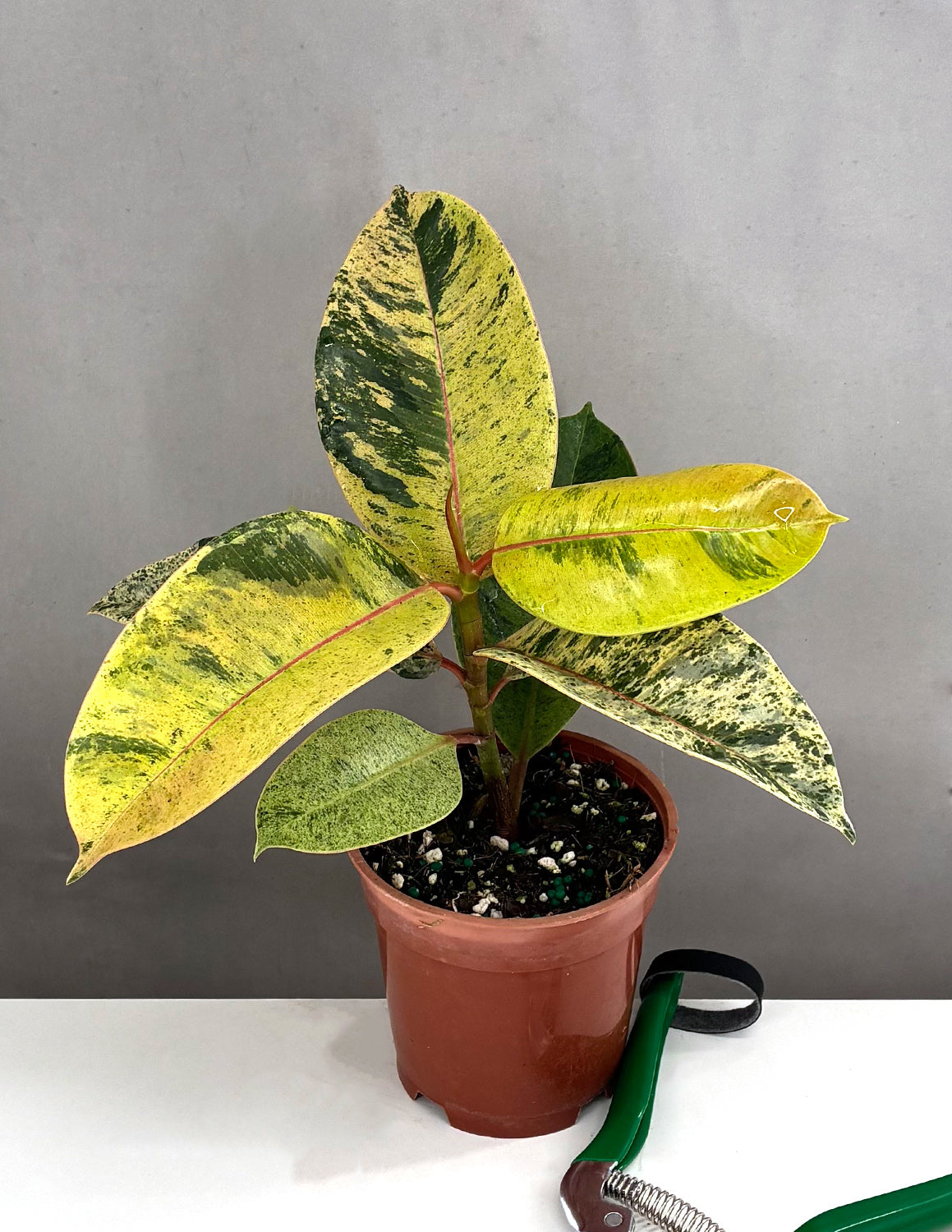 Ficus Shivereana Marble