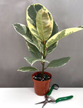 Ficus Tineke - Plant Proper - 4" Pot