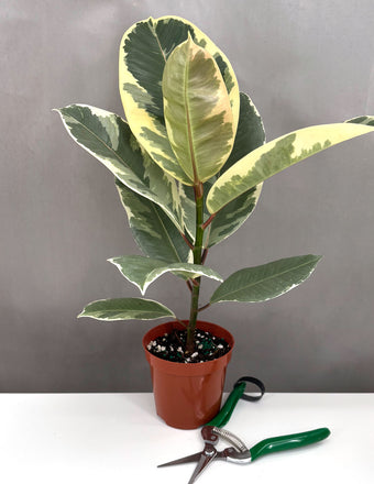 Ficus Tineke - Plant Proper - 4" Pot