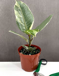 Ficus Tineke - Plant Proper - 4" Pot