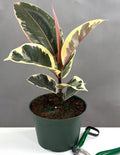 Ficus Tineke - Plant Proper - 6" Pot