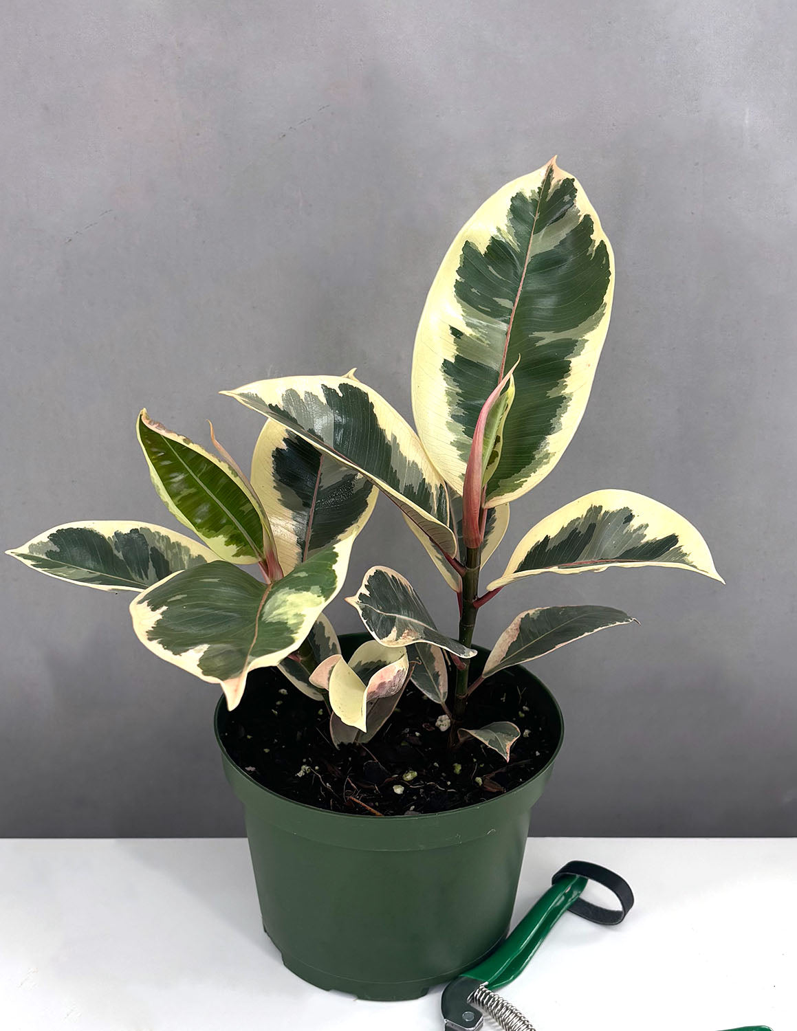 Ficus Tineke | Houseplant