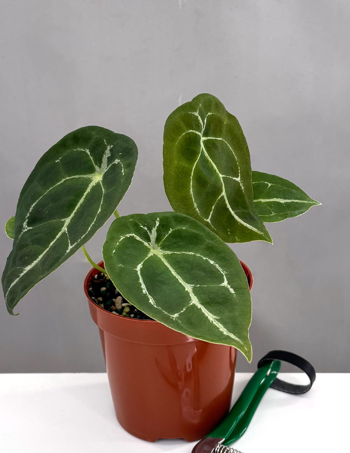 anthurium warocqueanum x metallicum Anthurium Warocqueanum x Forgetii