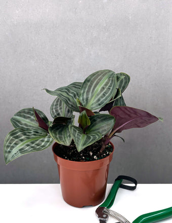 Geogenanthus Poeppigii - House Plant - Plant Proper - 4" Pot
