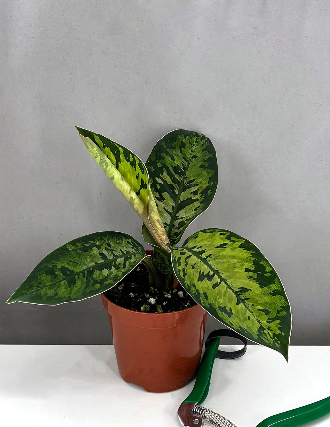 homalomena indoor plant Homalomena Camouflage