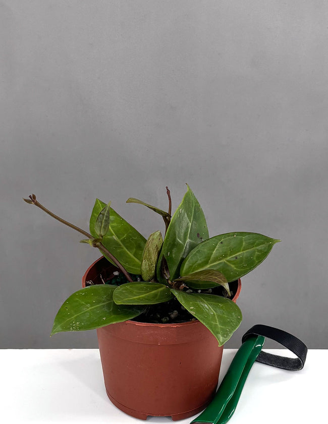 Hoya AH 026 - Plant Proper - 3" Pot