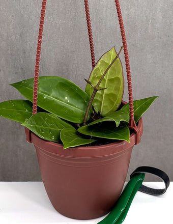 Hoya AH-026 - Plant Proper - 2" Pot