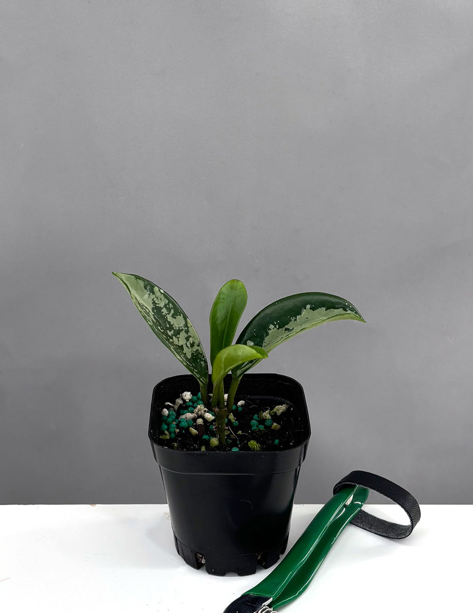 Hoya AH-074 | Houseplant | Always Affordable at Plant Proper
