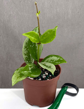 Hoya AH-074 - Plant Proper - 3" Pot