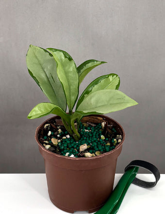 Hoya AH074 - Plant Proper - 2" Pot