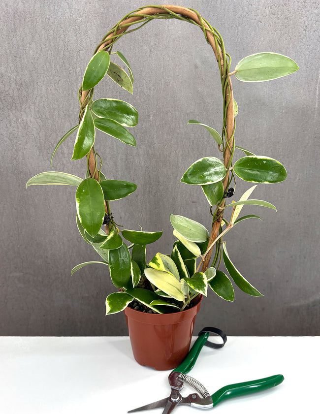 Hoya Acuta Albomarginata - Plant Proper - 4" Pot