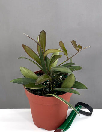 Hoya Anncajanoae - Plant Proper - 4" Pot