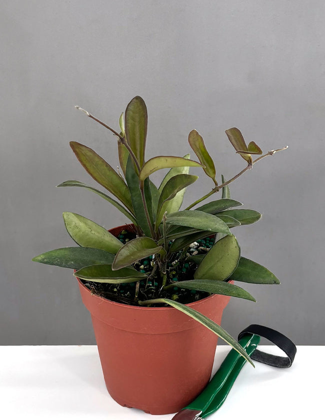 Hoya Anncajanoae - Plant Proper - 4" Pot