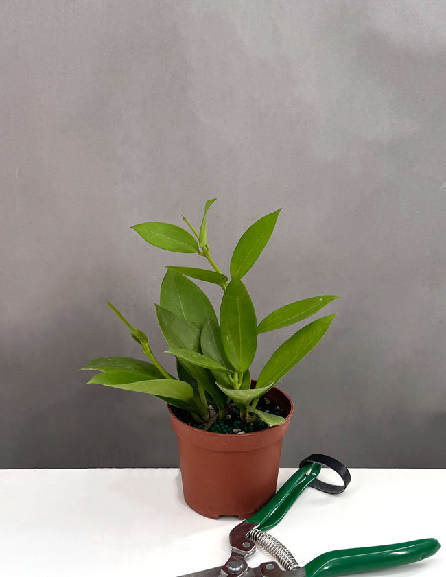 Hoya Bent - Plant Proper - 3" Pot