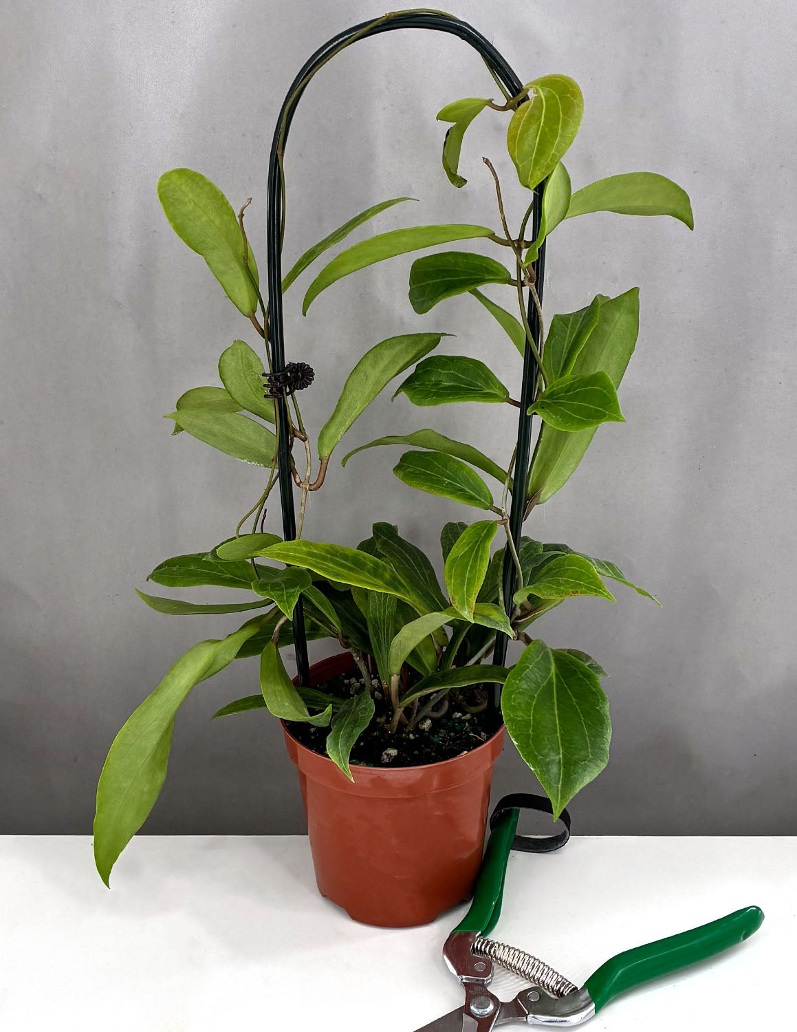 Hoya Benveragarai | Houseplants