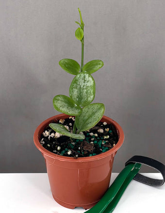 Hoya Biakensis - Plant Proper - 3" Pot