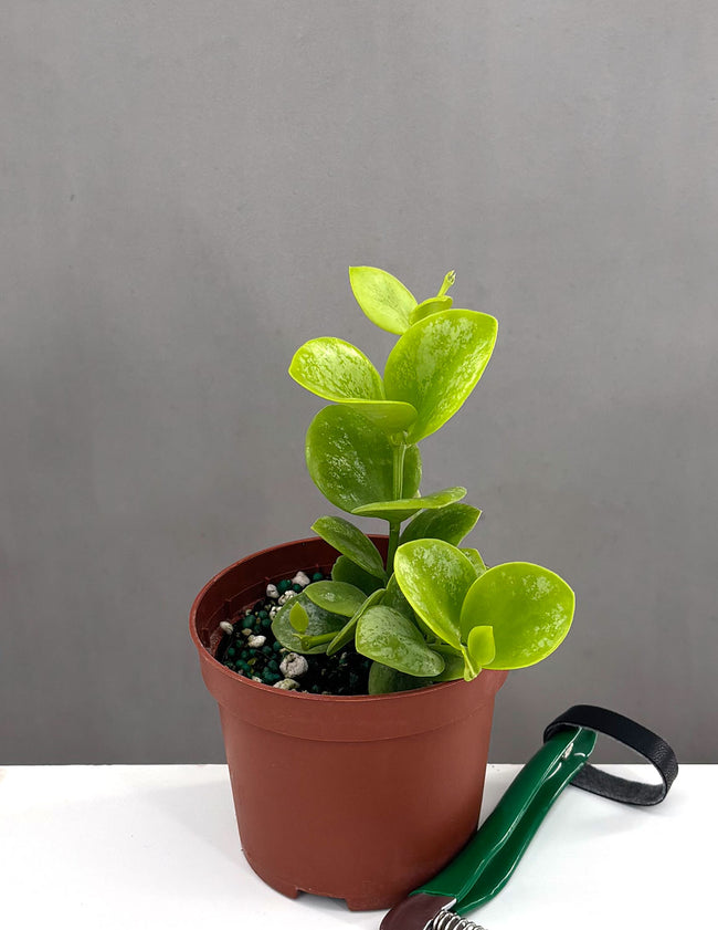 Hoya Biakensis Splash - Plant Proper - 3" Pot