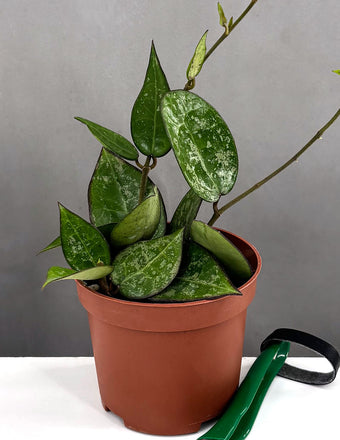 Hoya Parascitica Black Margin Splash - Plant Proper - 3" Pot
