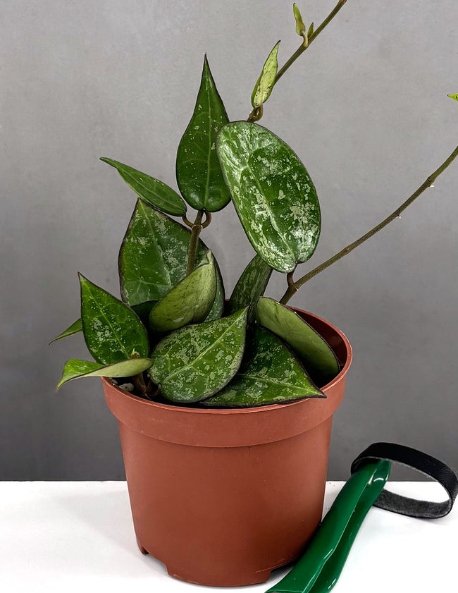 Hoya Parascitica Black Margin Splash - Plant Proper - 3" Pot
