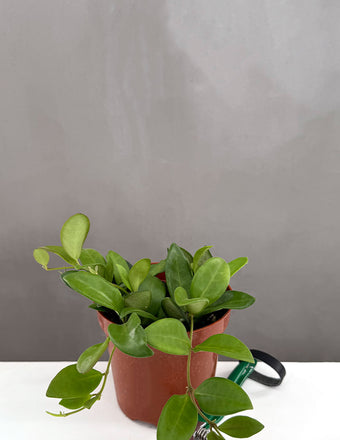Hoya Burtoniae - Plant Proper - 4" Pot