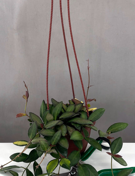 Hoya Burtoniae with Variegation - Plant Proper - 4" Hanging Basket