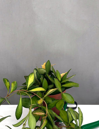 Hoya Burtoniae Variegated - Plant Proper - 4" Pot