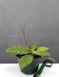 Hoya Callistophylla - Plant Proper - 4" Pot