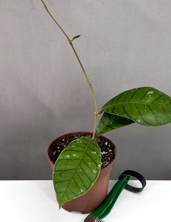 Hoya Callistophylla Vena - Plant Proper - 3" Pot