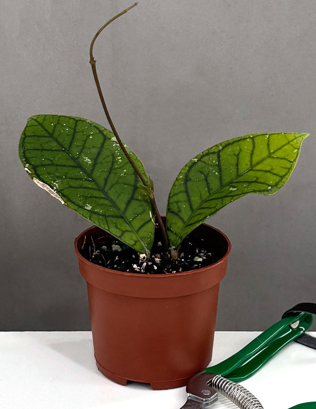 Hoya Callistophylla Vena - Plant Proper - 3" Pot