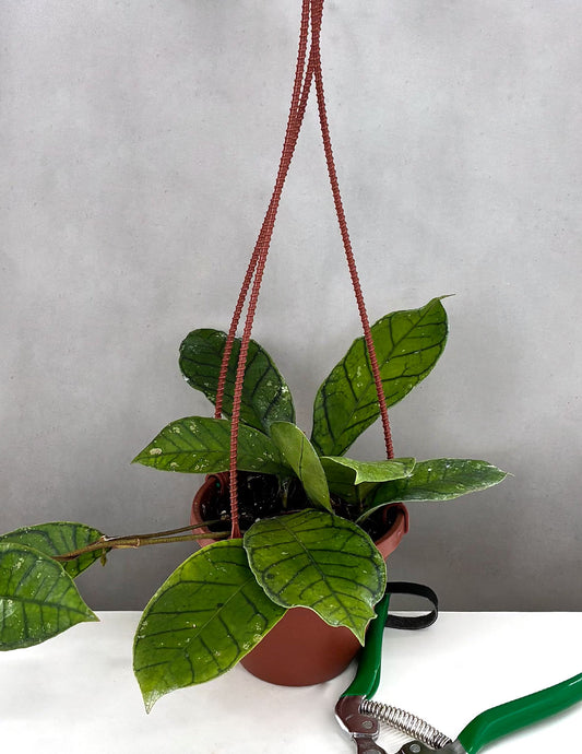 Hoya Callistophylla Vena - Plant Proper - 4" Hanging Pot