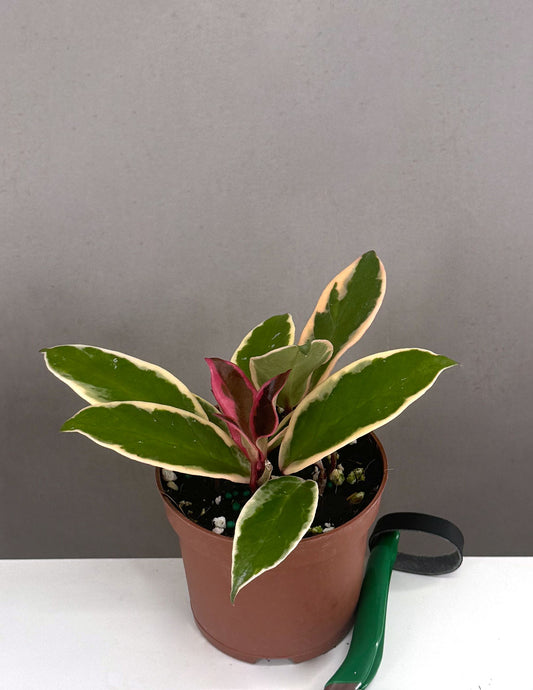 Hoya Carnosa Flamingo Dream - Plant Proper - 3.5" Pot