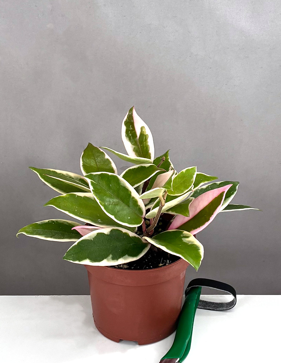 Hoya Carnosa Flamingo Dream | House Plants | Always Affordable at