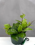 Hoya Carnosa Freckles - Plant Proper - 6"' Pot