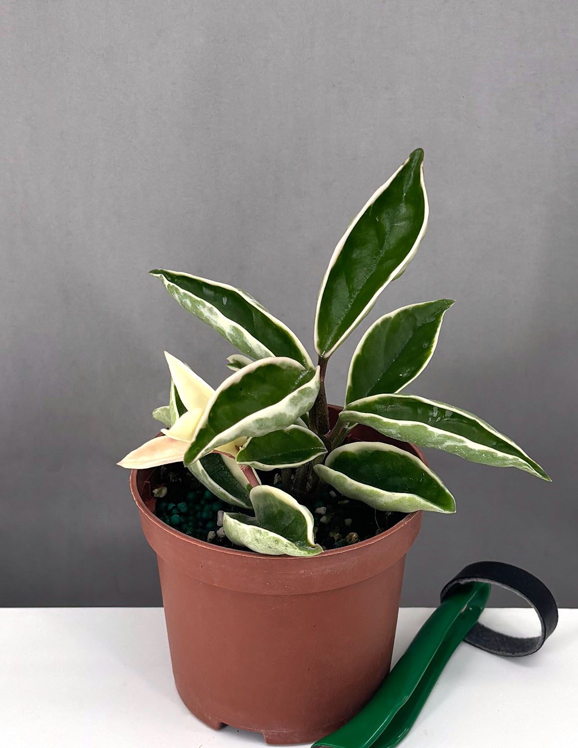 メロ　YOSA チタニウム「神の手」カッサ#9157 Plant-Proper-Hoya-Carnosa-