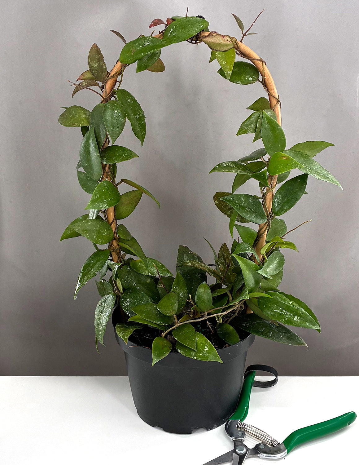 Hoya Caudata Sumatra Houseplants
