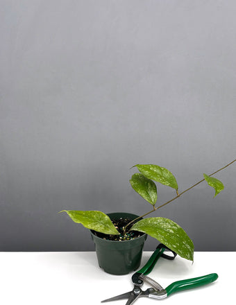 Hoya Chicken Farm - Plant Proper - 4" Pot