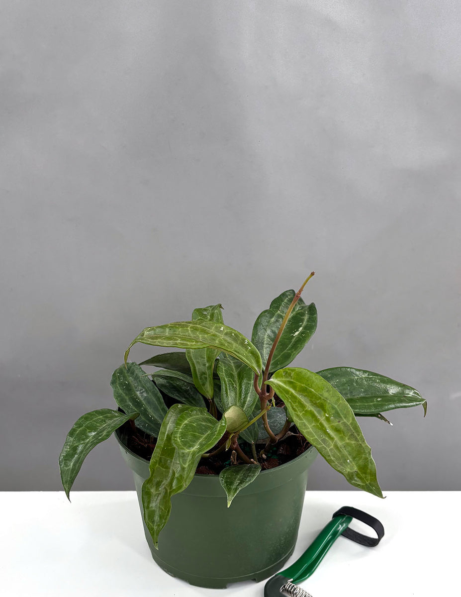 Plant-Proper-Hoya-Clandestina-