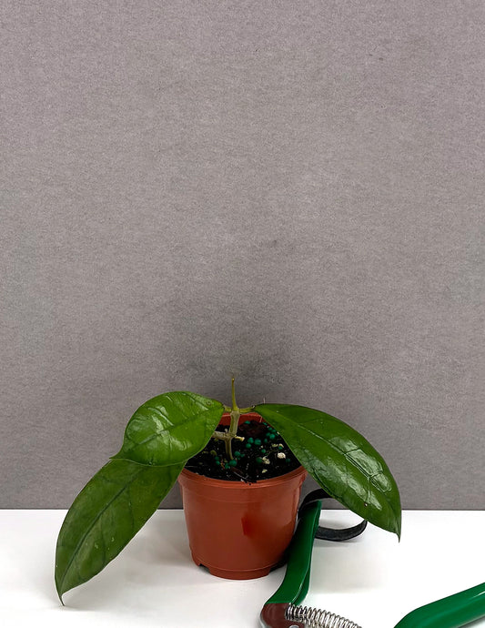 Hoya Clemensiorum Borneo - Plant Proper - 3" Pot