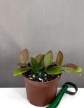 Hoya Collina - Plant Proper - 3" Pot