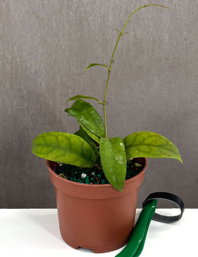 Hoya Corneri - Plant Proper - 3" Pot