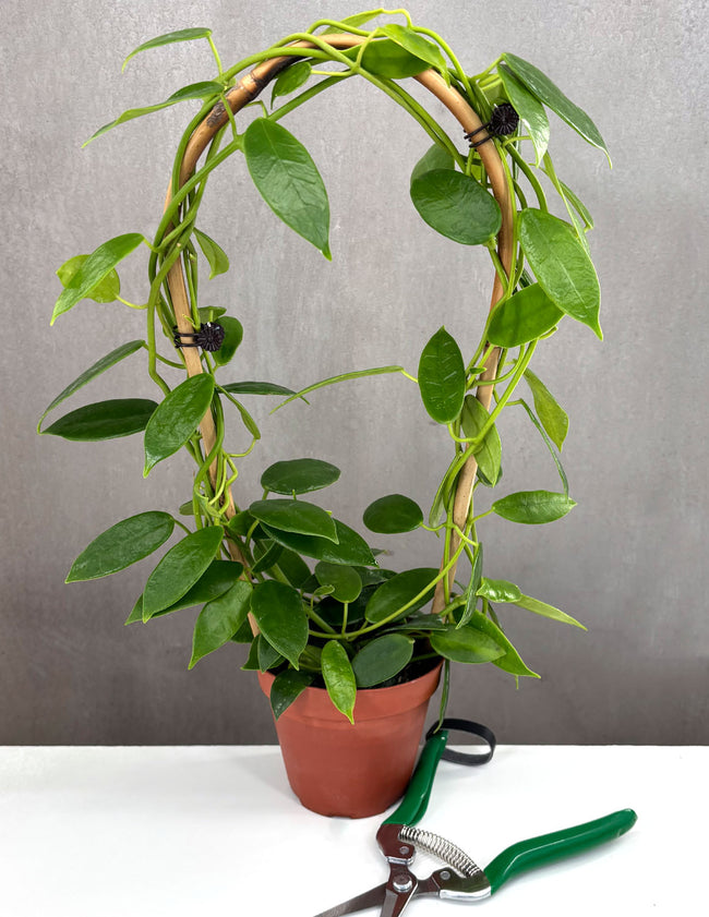 Hoya Coronaria Pink - Plant Proper - 4" Pot