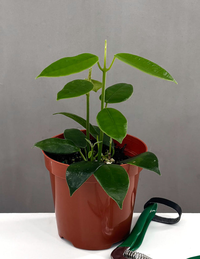 Hoya Coronaria Pink - Plant Proper - 4" Pot