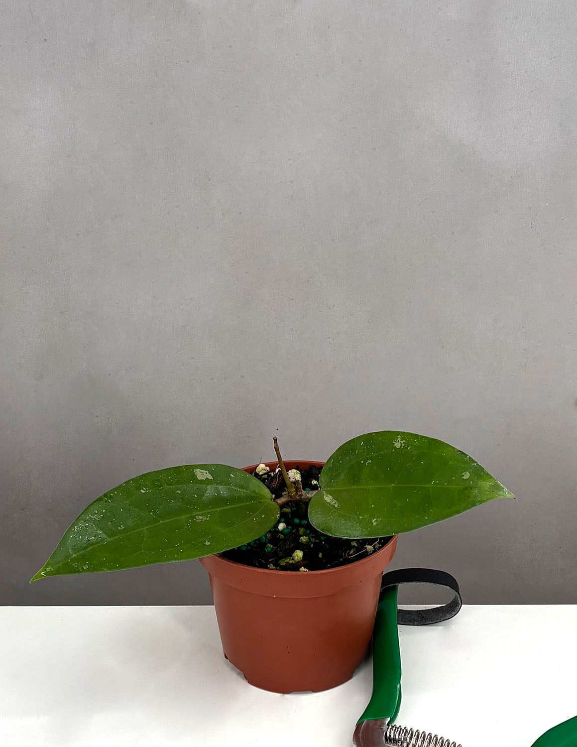 indoor cotton plant Hoya MB 1173-417 Cotton Candy | Wax Plant