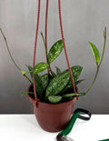 Hoya Crassipetiolata Splash - Plant Proper - 4" Hanging Pot