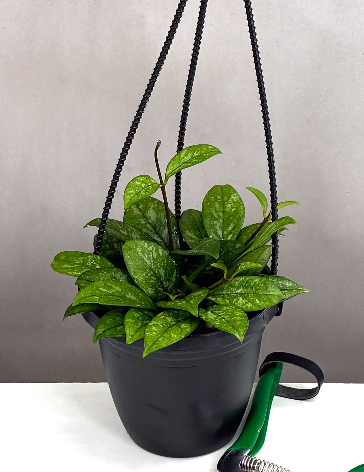 hoya philodendron Hoya Crassipetiolata Splash | Houseplants