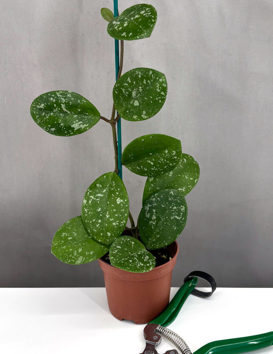 Hoya Davids Green Cup Splash | Wax Plant | Always Affordable at